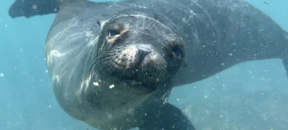 Swimming with Sea Lions in Galápagos