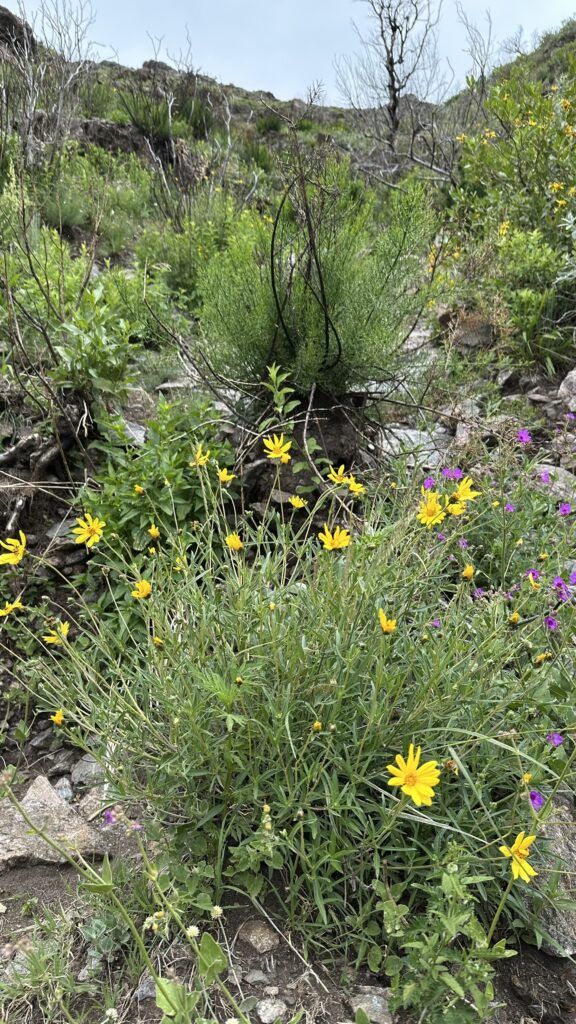 Hiking Cerro Las Gemelas