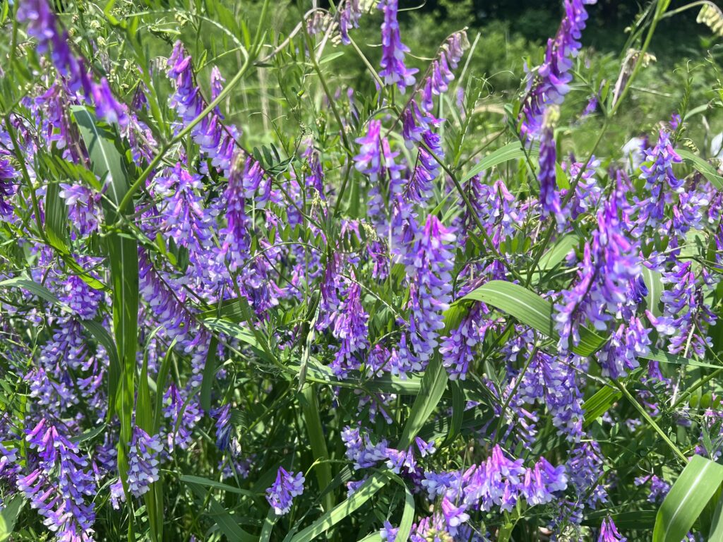 Yangjaecheon Stream Trail