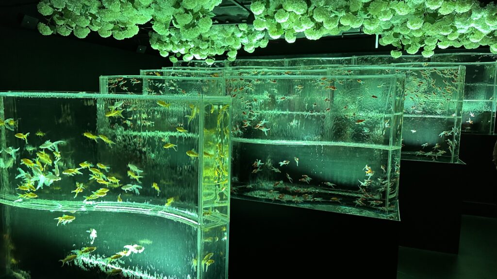 Art Aquarium Ginza